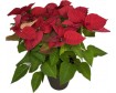 Poinsettia Red