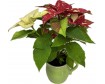 Poinsettia Coloured