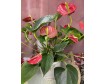 Shiny Anthurium