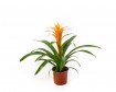 Guzmania