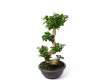 Bonsai S