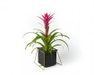 Guzmania in pot