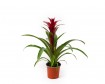 Guzmania