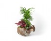 Small Composition with plants in a clay pot