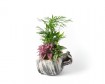 Small Composition with plants in a clay pot