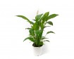 Spathiphyllum