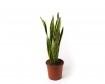 Sansevieria